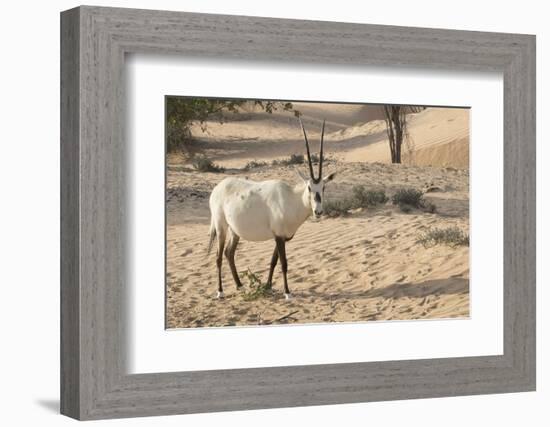 Onyx in desert. Abu Dhabi, United Arab Emirates.-Tom Norring-Framed Photographic Print