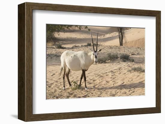 Onyx in desert. Abu Dhabi, United Arab Emirates.-Tom Norring-Framed Photographic Print