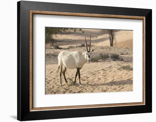 Onyx in desert. Abu Dhabi, United Arab Emirates.-Tom Norring-Framed Photographic Print