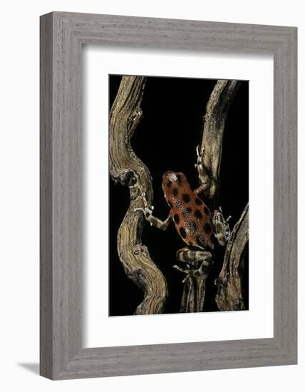 Oophaga Pumilio F. Bastimentos (Strawberry Poison-Dart Frog)-Paul Starosta-Framed Photographic Print