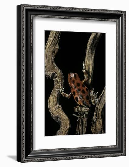 Oophaga Pumilio F. Bastimentos (Strawberry Poison-Dart Frog)-Paul Starosta-Framed Photographic Print