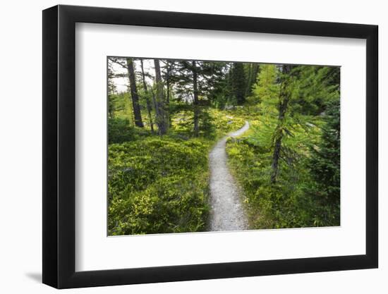 Opabin Plateau Trail Above Lake O'Hara, Yoho National Park, British Columbia, Canada-Russ Bishop-Framed Photographic Print