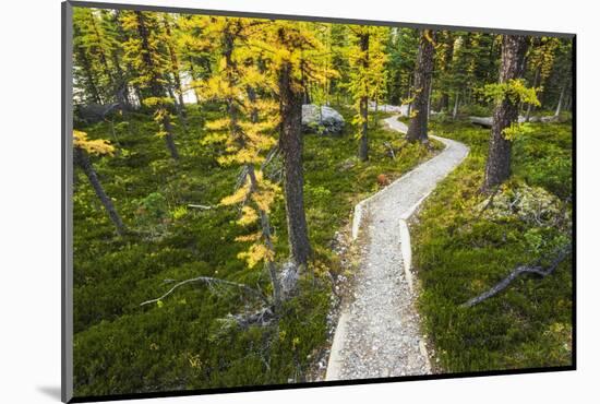 Opabin Plateau Trail Above Lake O'Hara, Yoho National Park, British Columbia, Canada-Russ Bishop-Mounted Photographic Print