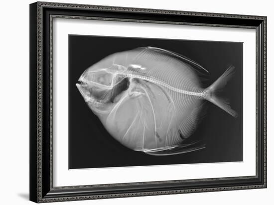 Opah-Sandra J. Raredon-Framed Premium Giclee Print