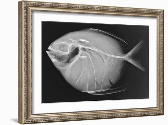 Opah-Sandra J. Raredon-Framed Art Print