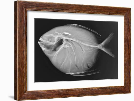 Opah-Sandra J. Raredon-Framed Art Print