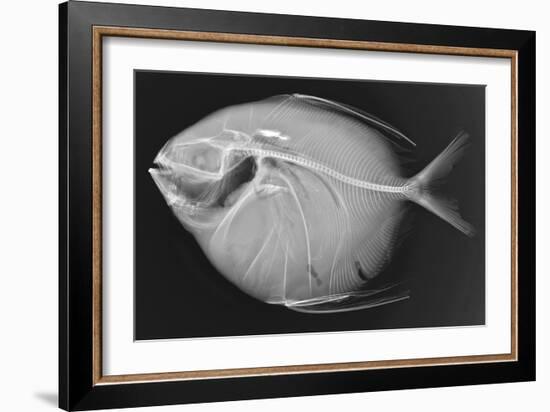 Opah-Sandra J. Raredon-Framed Art Print