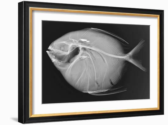 Opah-Sandra J. Raredon-Framed Art Print