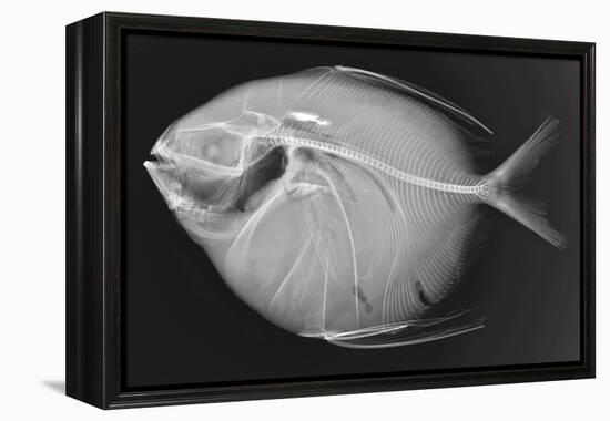 Opah-Sandra J. Raredon-Framed Stretched Canvas