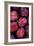 Opal Plums-Den Reader-Framed Photographic Print