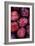 Opal Plums-Den Reader-Framed Photographic Print