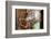 Open and Shut-Dana Styber-Framed Photographic Print