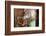 Open and Shut-Dana Styber-Framed Photographic Print