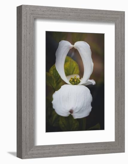 Open Dogwood-Philippe Sainte-Laudy-Framed Photographic Print