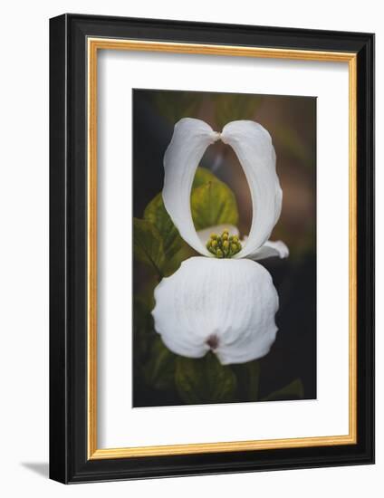 Open Dogwood-Philippe Sainte-Laudy-Framed Photographic Print