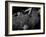 Open Flame-Lauren Bentley-Framed Photographic Print