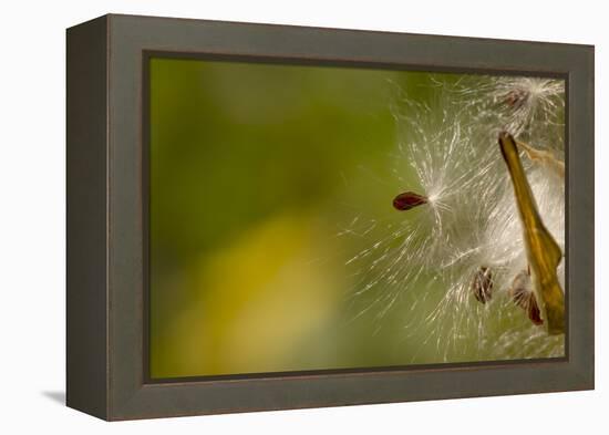 Open Milkweed Pod with Seeds, Garden, Los Angeles, California-Rob Sheppard-Framed Premier Image Canvas