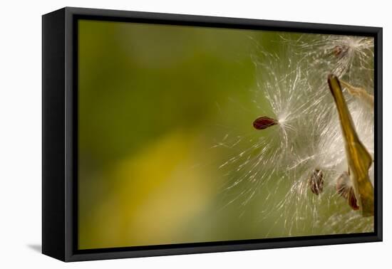 Open Milkweed Pod with Seeds, Garden, Los Angeles, California-Rob Sheppard-Framed Premier Image Canvas