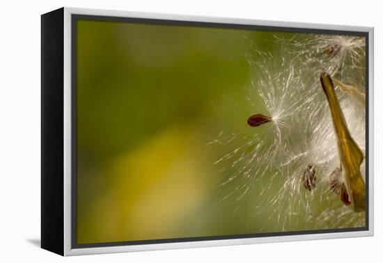 Open Milkweed Pod with Seeds, Garden, Los Angeles, California-Rob Sheppard-Framed Premier Image Canvas