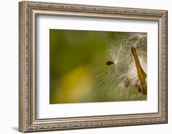 Open Milkweed Pod with Seeds, Garden, Los Angeles, California-Rob Sheppard-Framed Photographic Print