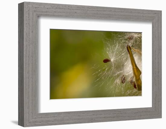 Open Milkweed Pod with Seeds, Garden, Los Angeles, California-Rob Sheppard-Framed Photographic Print