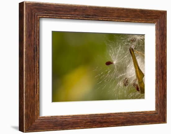 Open Milkweed Pod with Seeds, Garden, Los Angeles, California-Rob Sheppard-Framed Photographic Print