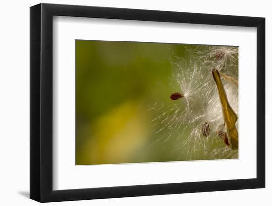 Open Milkweed Pod with Seeds, Garden, Los Angeles, California-Rob Sheppard-Framed Photographic Print