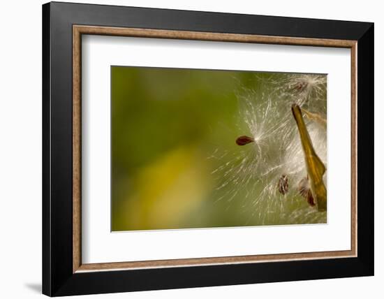 Open Milkweed Pod with Seeds, Garden, Los Angeles, California-Rob Sheppard-Framed Photographic Print