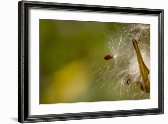 Open Milkweed Pod with Seeds, Garden, Los Angeles, California-Rob Sheppard-Framed Photographic Print