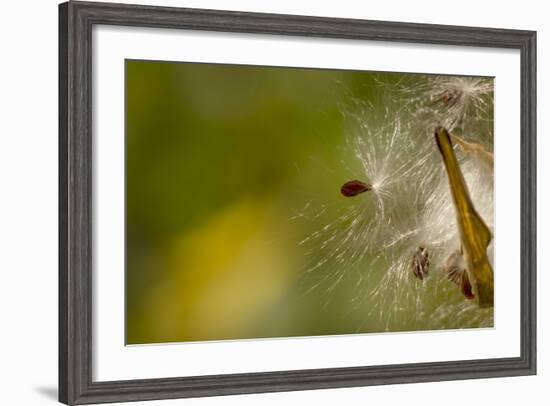 Open Milkweed Pod with Seeds, Garden, Los Angeles, California-Rob Sheppard-Framed Photographic Print