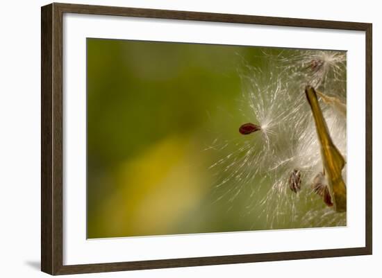 Open Milkweed Pod with Seeds, Garden, Los Angeles, California-Rob Sheppard-Framed Photographic Print