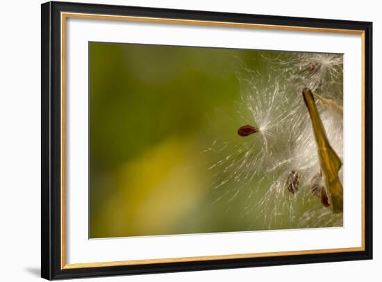 Open Milkweed Pod with Seeds, Garden, Los Angeles, California-Rob Sheppard-Framed Photographic Print