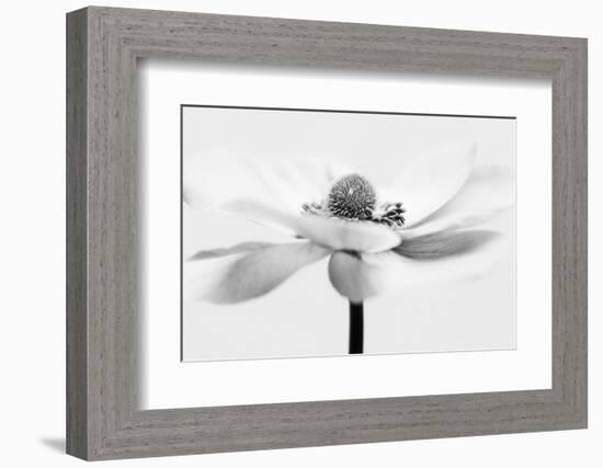 Open Minded-Heidi Westum-Framed Photographic Print