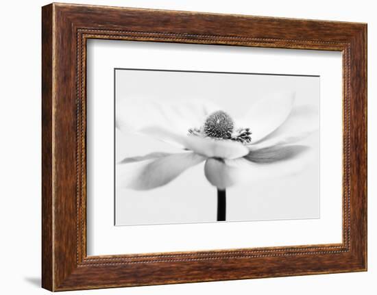 Open Minded-Heidi Westum-Framed Photographic Print