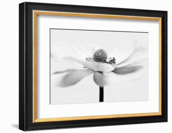 Open Minded-Heidi Westum-Framed Photographic Print