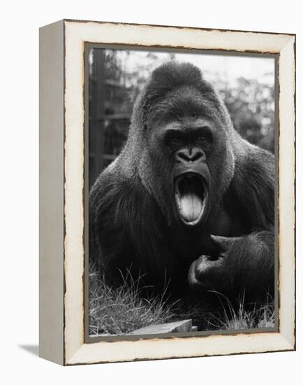 Open-Mouthed Gorilla-null-Framed Premier Image Canvas