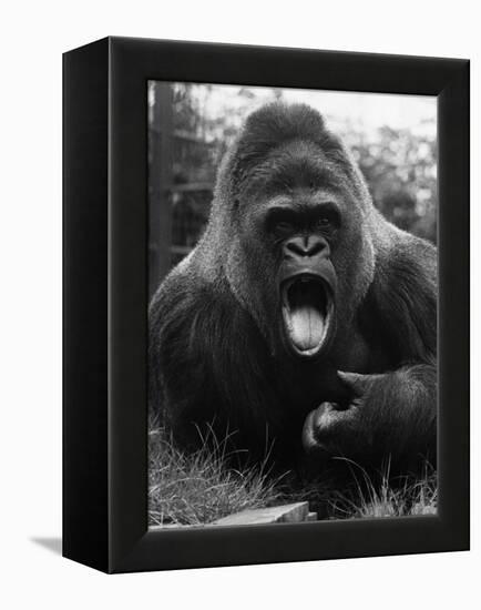 Open-Mouthed Gorilla-null-Framed Premier Image Canvas