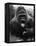 Open-Mouthed Gorilla-null-Framed Premier Image Canvas