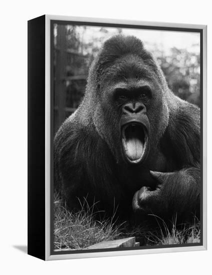 Open-Mouthed Gorilla-null-Framed Premier Image Canvas