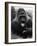 Open-Mouthed Gorilla-null-Framed Photographic Print