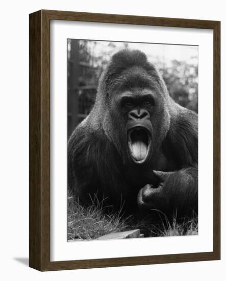 Open-Mouthed Gorilla-null-Framed Photographic Print