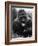 Open-Mouthed Gorilla-null-Framed Photographic Print