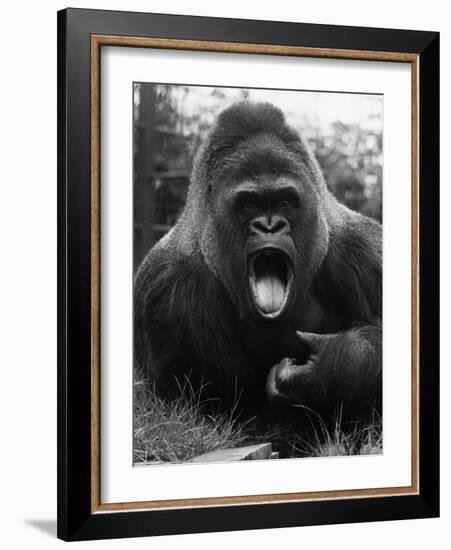 Open-Mouthed Gorilla-null-Framed Photographic Print