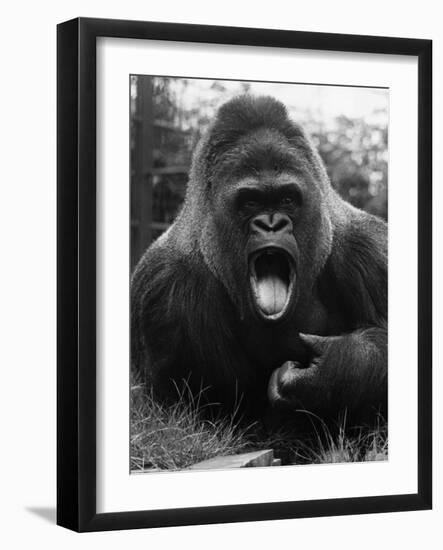 Open-Mouthed Gorilla-null-Framed Photographic Print