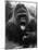 Open-Mouthed Gorilla-null-Mounted Photographic Print