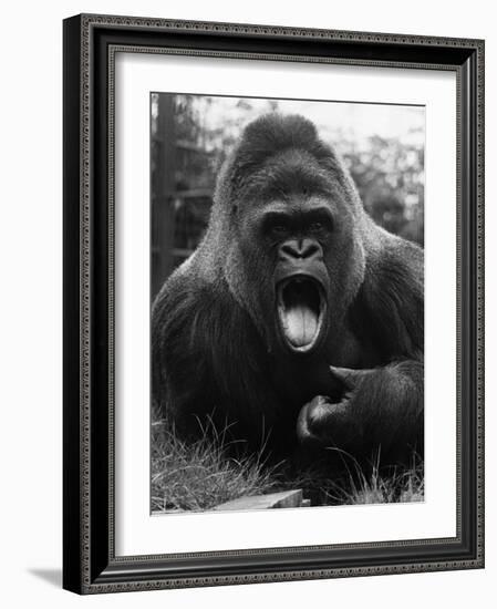 Open-Mouthed Gorilla-null-Framed Photographic Print