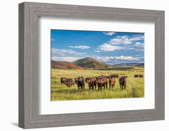 Open Range Cattle Grazing at Foothills of Rocky Mountains in Northern Colorado, Summer Scenery-PixelsAway-Framed Photographic Print