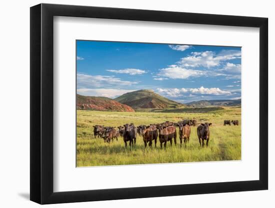 Open Range Cattle Grazing at Foothills of Rocky Mountains in Northern Colorado, Summer Scenery-PixelsAway-Framed Photographic Print