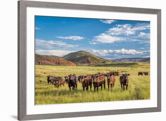 Open Range Cattle Grazing at Foothills of Rocky Mountains in Northern Colorado, Summer Scenery-PixelsAway-Framed Photographic Print