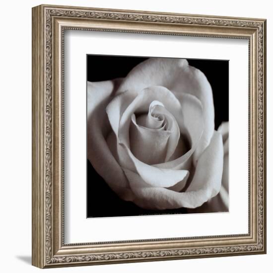 Open Rose-null-Framed Art Print